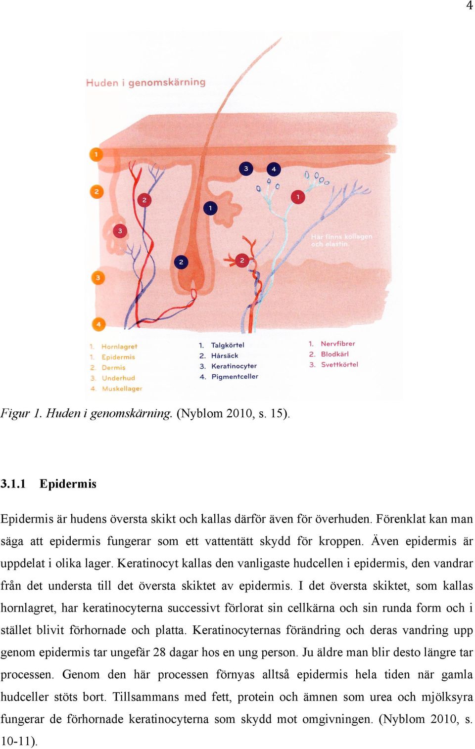 Keratinocyt kallas den vanligaste hudcellen i epidermis, den vandrar från det understa till det översta skiktet av epidermis.