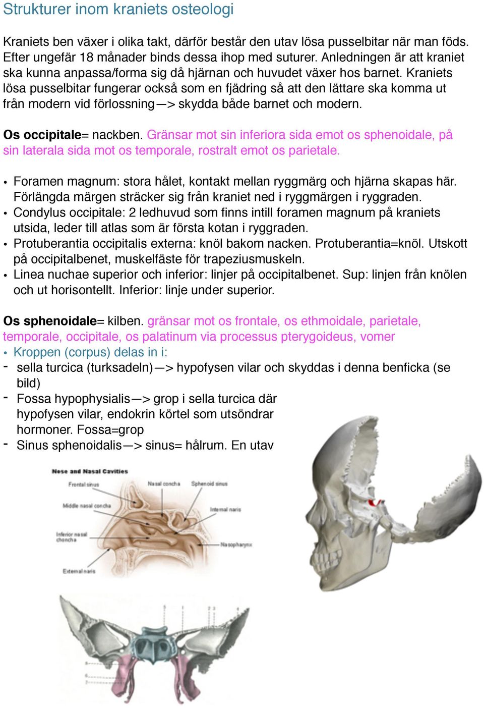 Kraniets lösa pusselbitar fungerar också som en fjädring så att den lättare ska komma ut från modern vid förlossning > skydda både barnet och modern. Os occipitale= nackben.