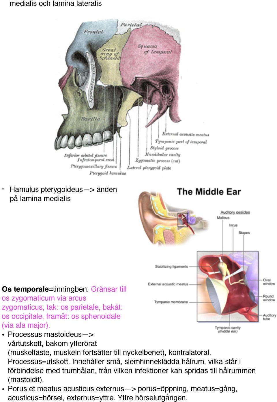 Processus mastoideus > vårtutskott, bakom ytterörat (muskelfäste, muskeln fortsätter till nyckelbenet), kontralatoral. Processus=utskott.