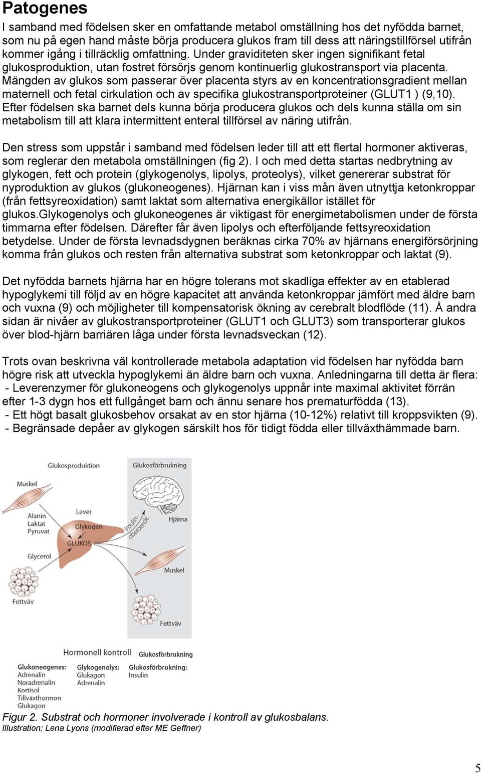 Mängden av glukos som passerar över placenta styrs av en koncentrationsgradient mellan maternell och fetal cirkulation och av specifika glukostransportproteiner (GLUT1 ) (9,10).