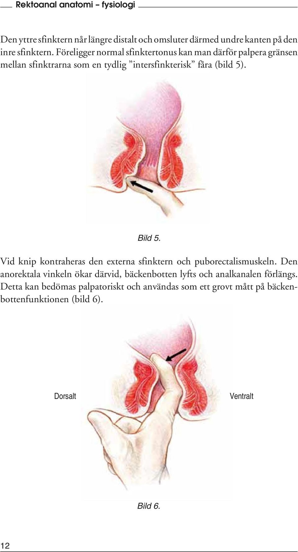 Bild 5. Vid knip kontraheras den externa sfinktern och puborectalismuskeln.