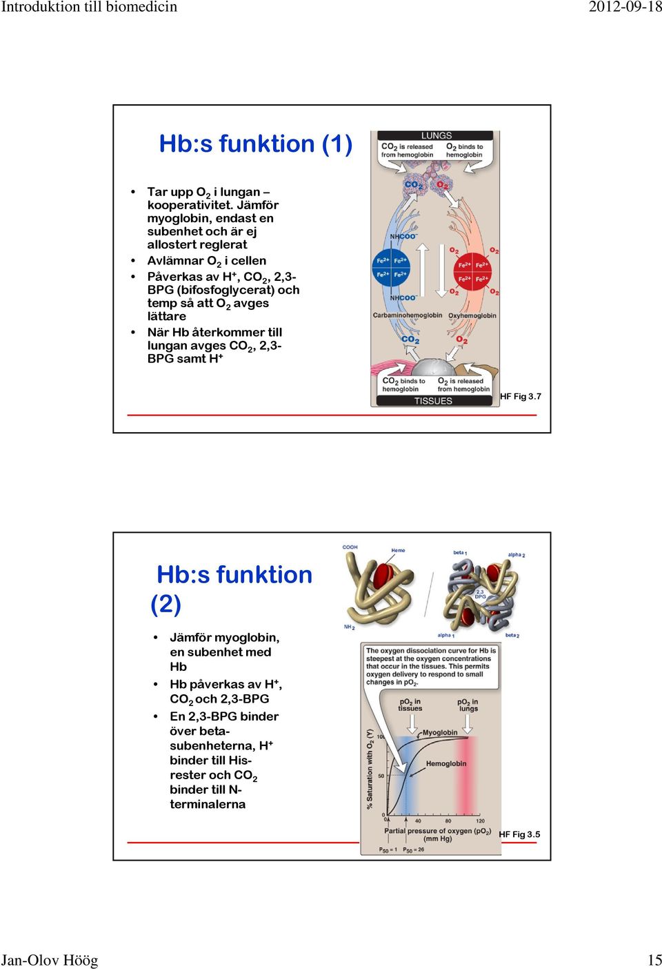 (bifosfoglycerat) och temp så att O 2 avges lättare När Hb återkommer till lungan avges CO 2, 2,3- BPG samt H + HF Fig 3.