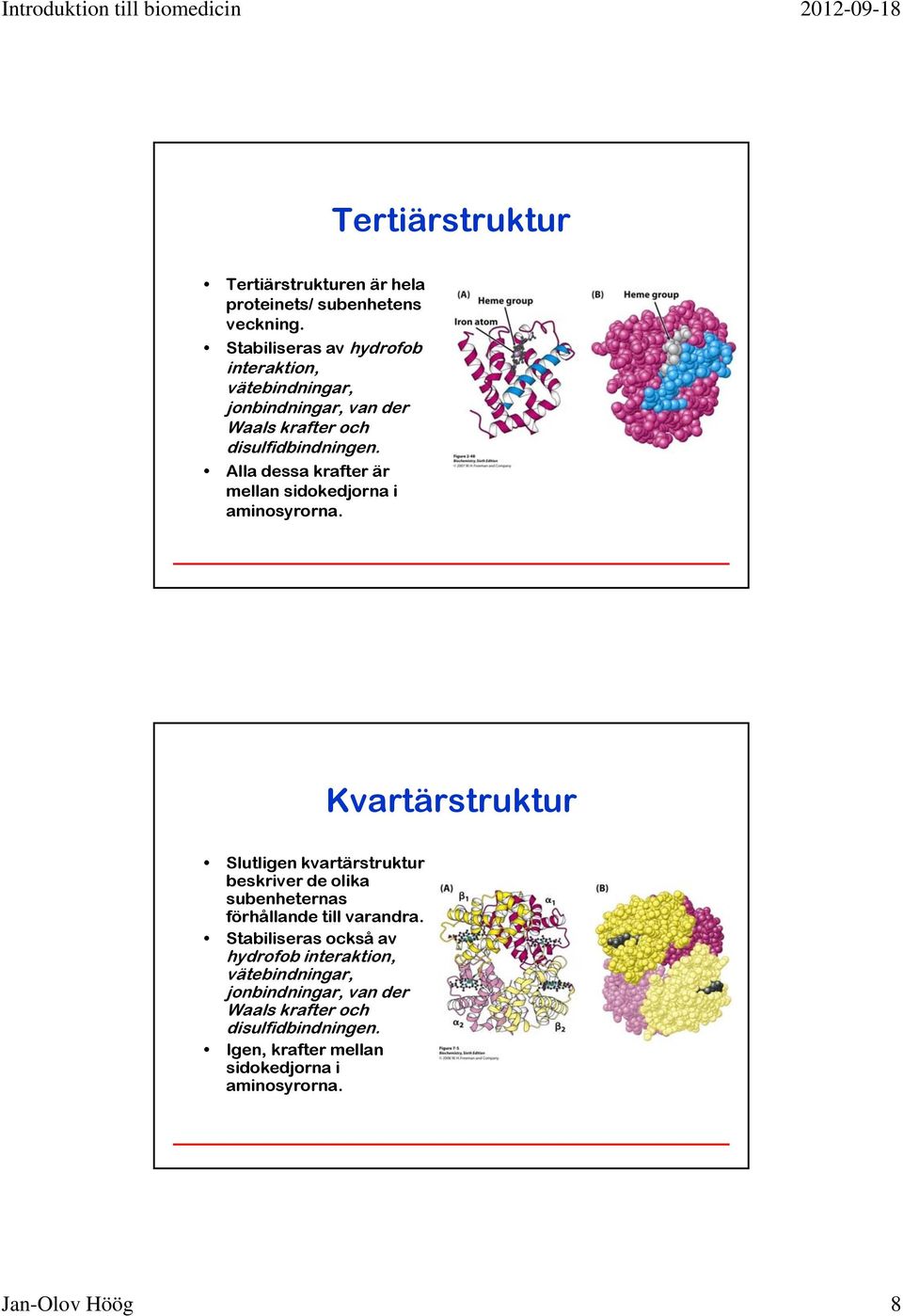 Alla dessa krafter är mellan sidokedjorna i aminosyrorna.