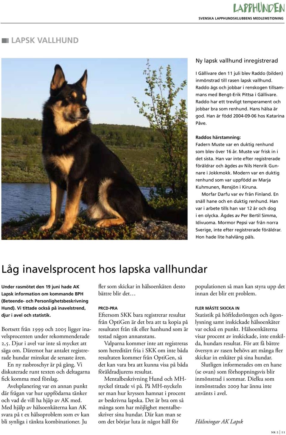 Han är född 2004-09-06 hos Katarina Påve. Raddos härstamning: Fadern Muste var en duktig renhund som blev över 16 år. Muste var frisk in i det sista.