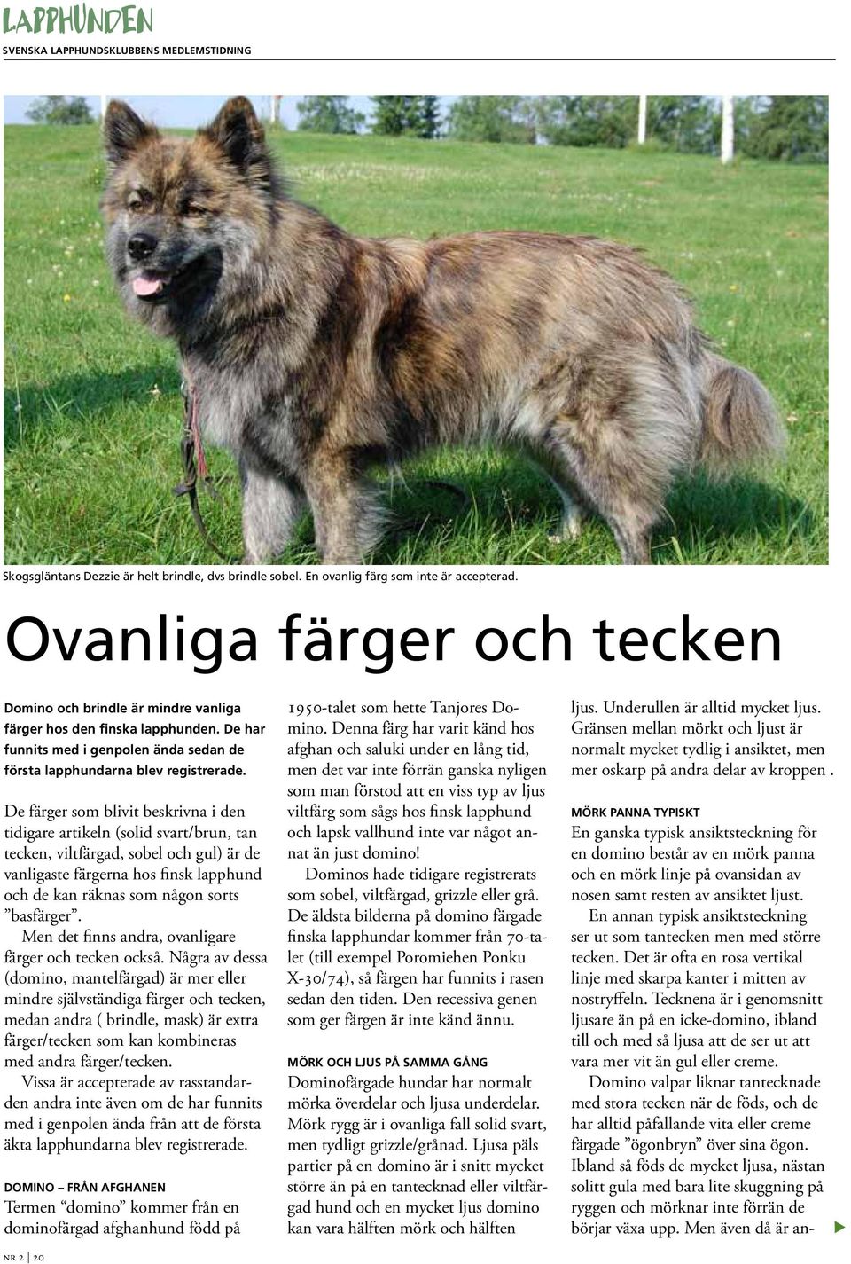 De färger som blivit beskrivna i den tidigare artikeln (solid svart/brun, tan tecken, viltfärgad, sobel och gul) är de vanligaste färgerna hos finsk lapphund och de kan räknas som någon sorts