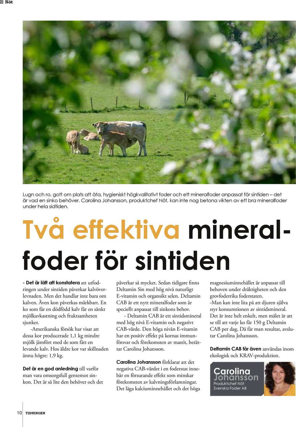 Två effektiva mineralfoder för sintiden - Det är lätt att konstatera att utfodringen under sintiden påverkar kalvöverlevnaden. Men det handlar inte bara om kalven. Även kon påverkas märkbart.