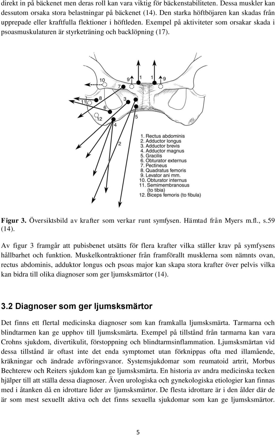 Översiktsbild av krafter som verkar runt symfysen. Hämtad från Myers m.fl., s.59 (14).