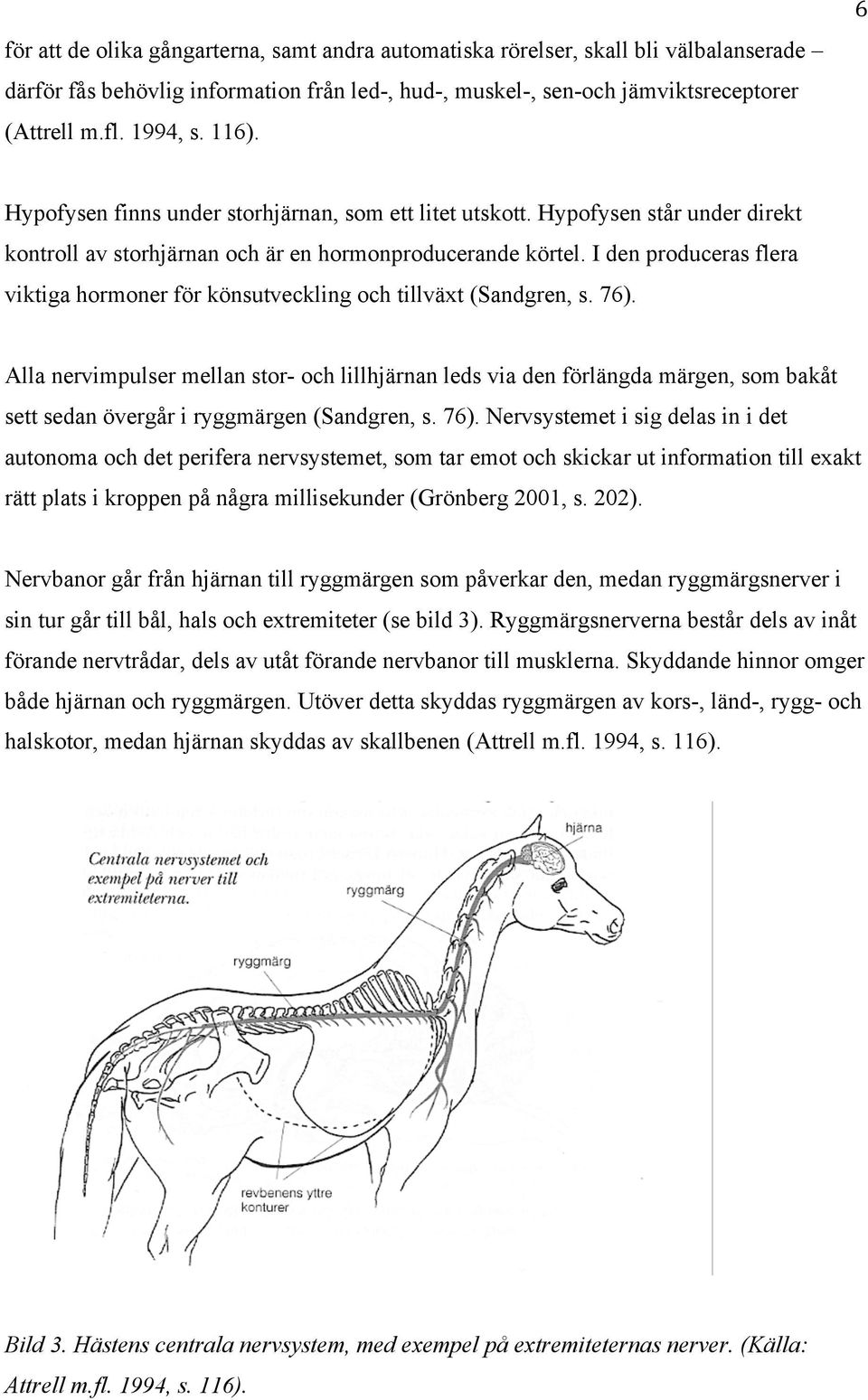 I den produceras flera viktiga hormoner för könsutveckling och tillväxt (Sandgren, s. 76).