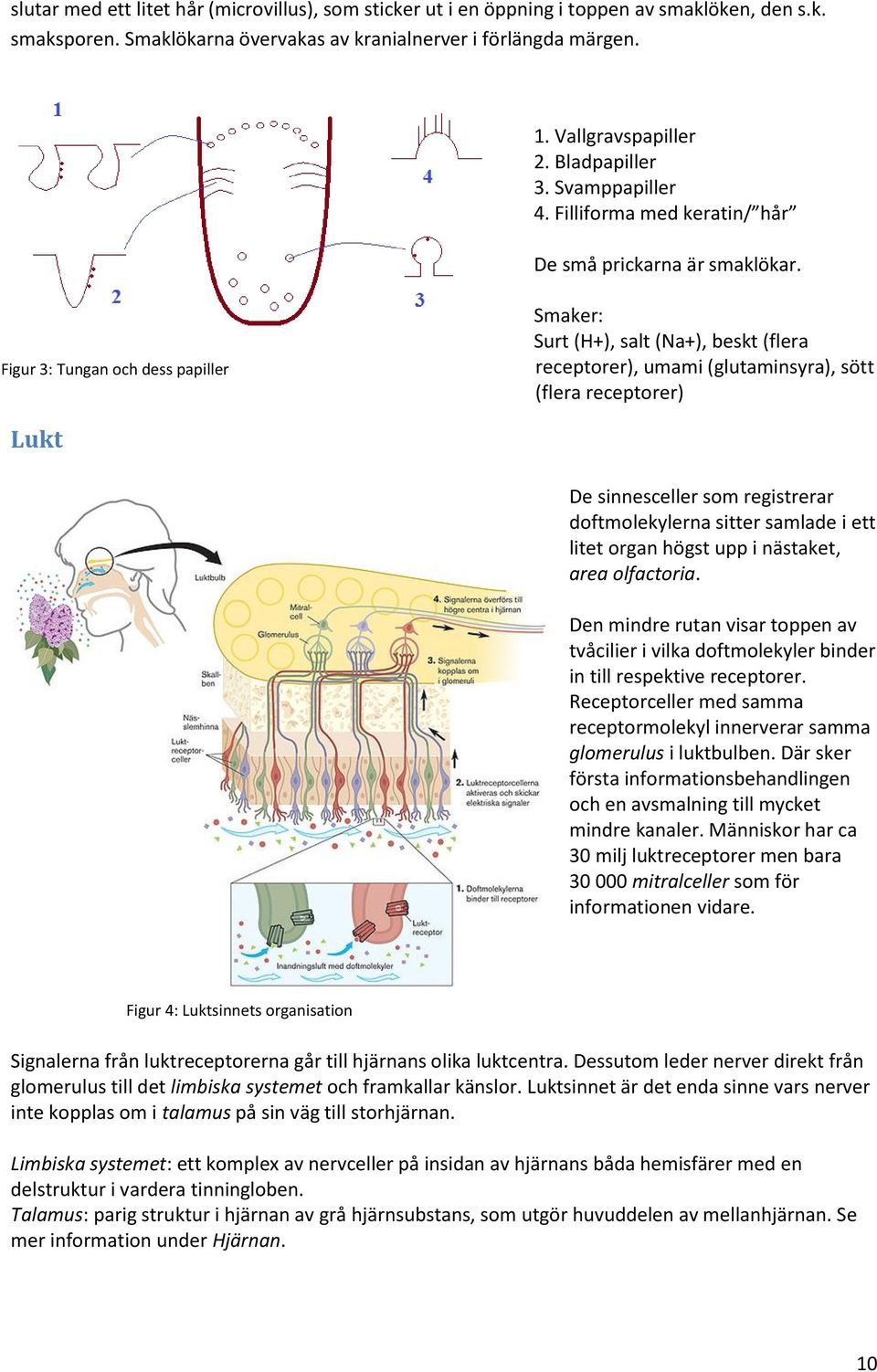 Figur 3: Tungan och dess papiller Smaker: Surt (H+), salt (Na+), beskt (flera receptorer), umami (glutaminsyra), sött (flera receptorer) Lukt De sinnesceller som registrerar doftmolekylerna sitter