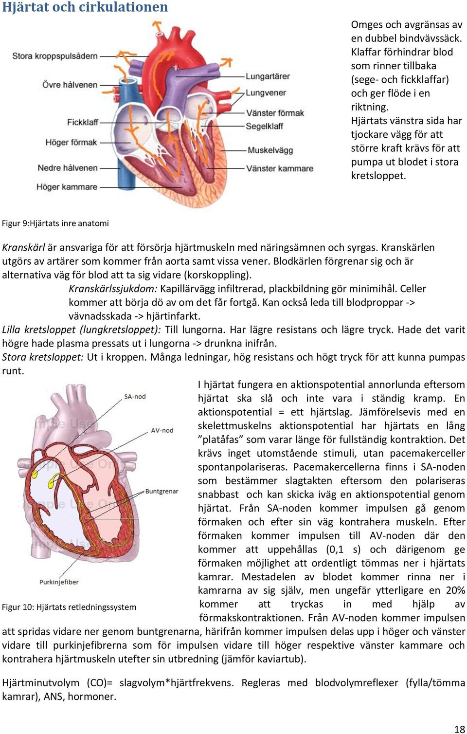 Figur 9:Hjärtats inre anatomi Kranskärl är ansvariga för att försörja hjärtmuskeln med näringsämnen och syrgas. Kranskärlen utgörs av artärer som kommer från aorta samt vissa vener.
