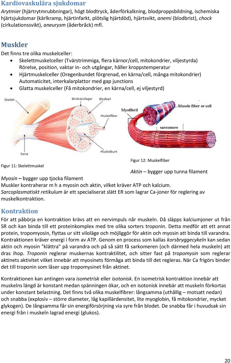 Muskler Det finns tre olika muskelceller: Skelettmuskelceller (Tvärstrimmiga, flera kärnor/cell, mitokondrier, viljestyrda) Rörelse, position, vaktar in- och utgångar, håller kroppstemperatur