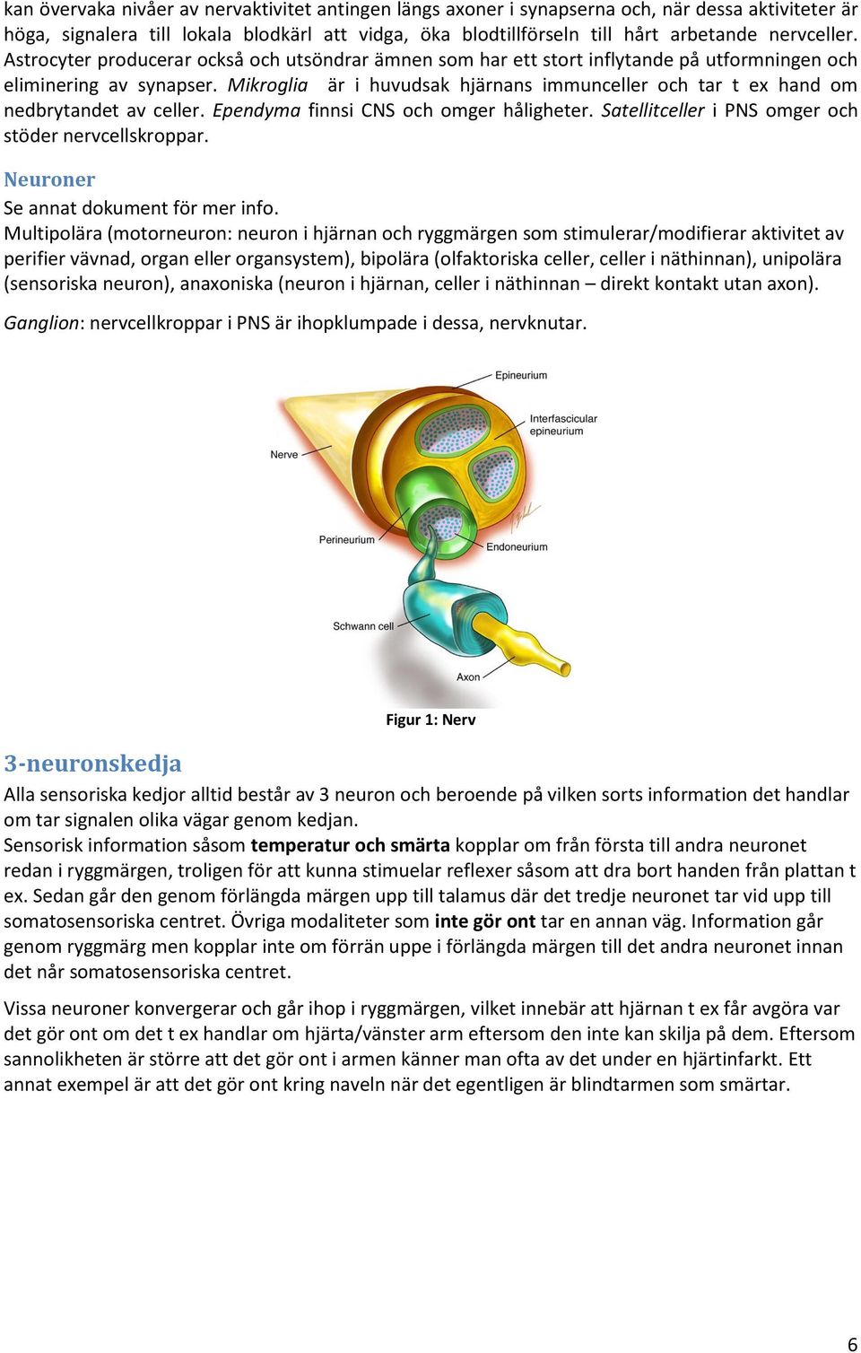 Mikroglia är i huvudsak hjärnans immunceller och tar t ex hand om nedbrytandet av celler. Ependyma finnsi CNS och omger håligheter. Satellitceller i PNS omger och stöder nervcellskroppar.