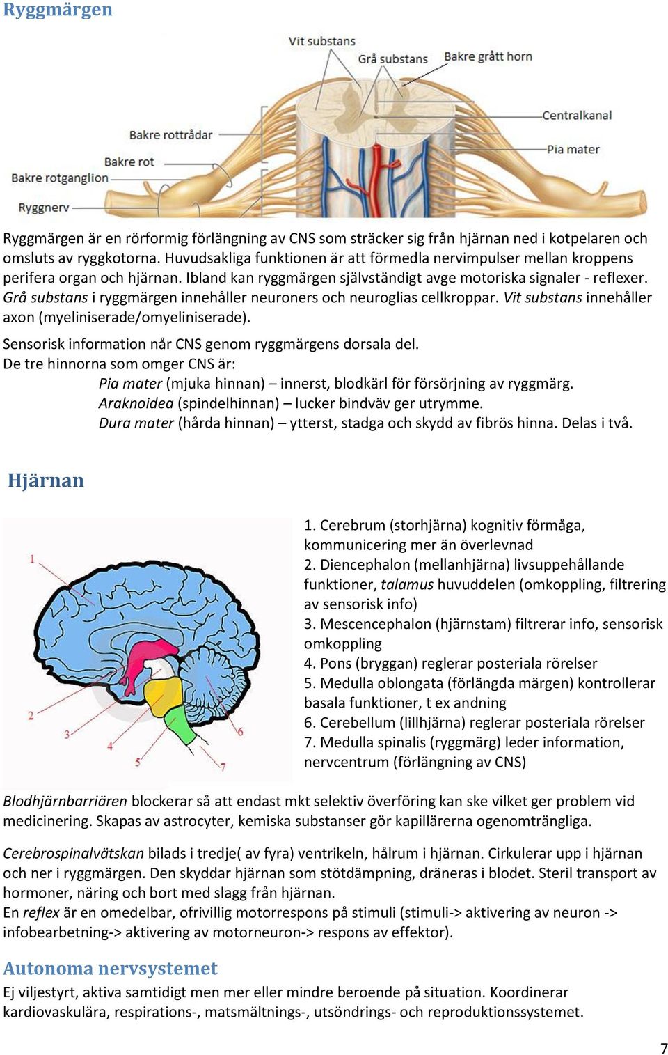 Grå substans i ryggmärgen innehåller neuroners och neuroglias cellkroppar. Vit substans innehåller axon (myeliniserade/omyeliniserade). Sensorisk information når CNS genom ryggmärgens dorsala del.