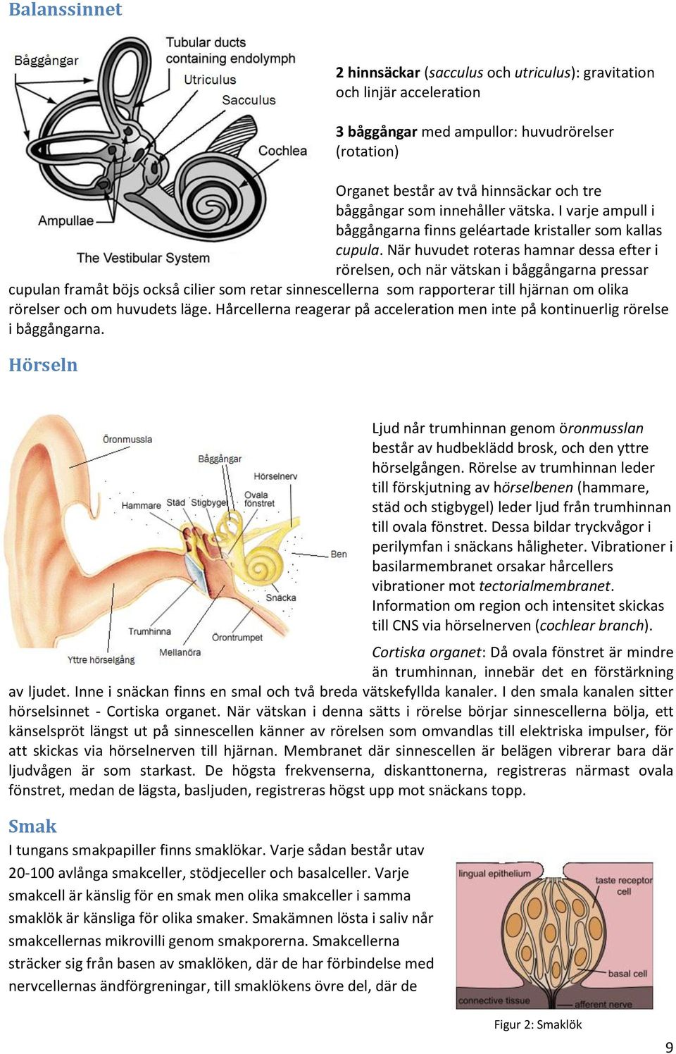 När huvudet roteras hamnar dessa efter i rörelsen, och när vätskan i båggångarna pressar cupulan framåt böjs också cilier som retar sinnescellerna som rapporterar till hjärnan om olika rörelser och