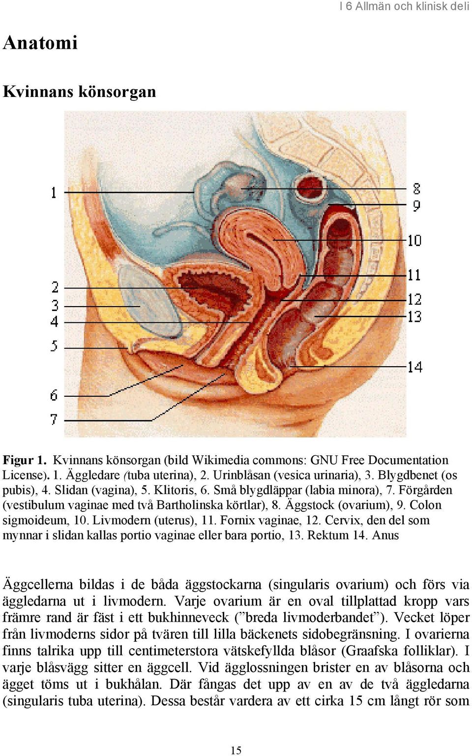 Äggstock (ovarium), 9. Colon sigmoideum, 10. Livmodern (uterus), 11. Fornix vaginae, 12. Cervix, den del som mynnar i slidan kallas portio vaginae eller bara portio, 13. Rektum 14.