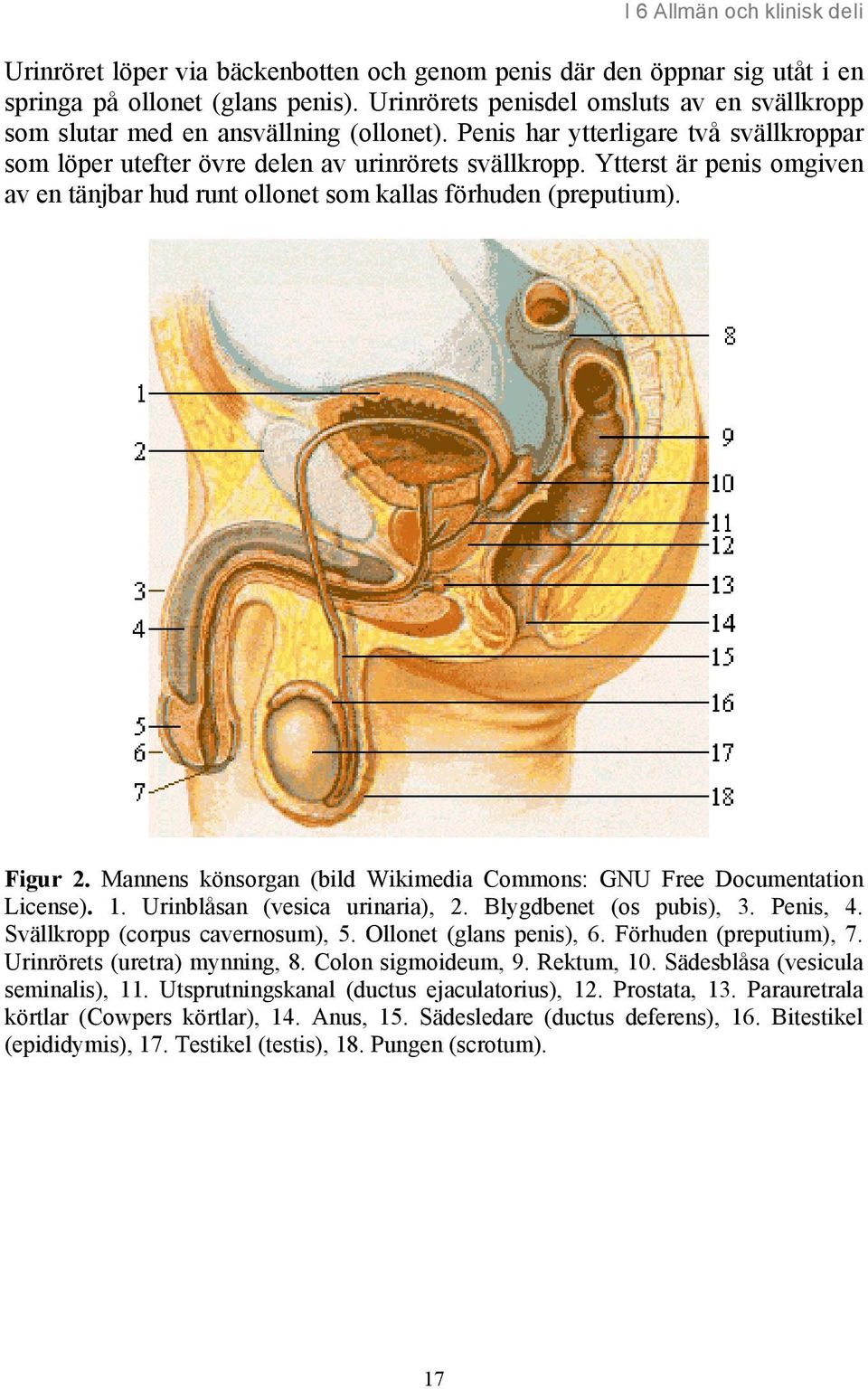 Ytterst är penis omgiven av en tänjbar hud runt ollonet som kallas förhuden (preputium). Figur 2. Mannens könsorgan (bild Wikimedia Commons: GNU Free Documentation License). 1.