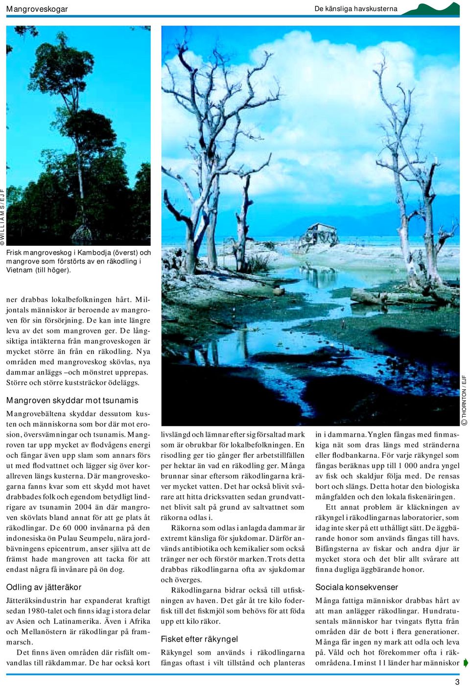 De långsiktiga intäkterna från mangroveskogen är mycket större än från en räkodling. Nya områden med mangroveskog skövlas, nya dammar anläggs och mönstret upprepas.