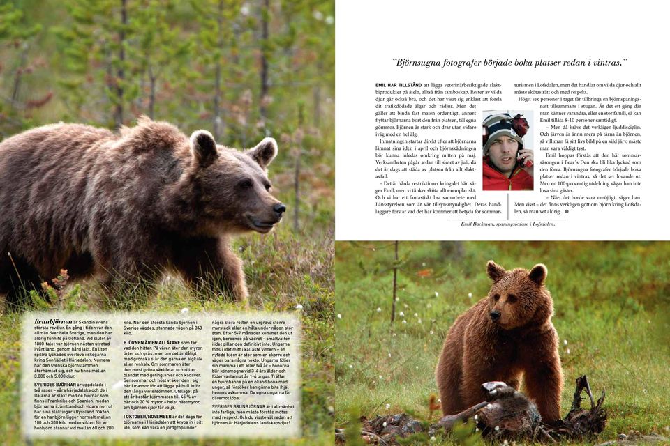 Men det gäl ler att binda fast maten ordentligt, annars flyttar björnarna bort den från platsen, till egna gömmor. Björnen är stark och drar utan vidare iväg med en hel älg.