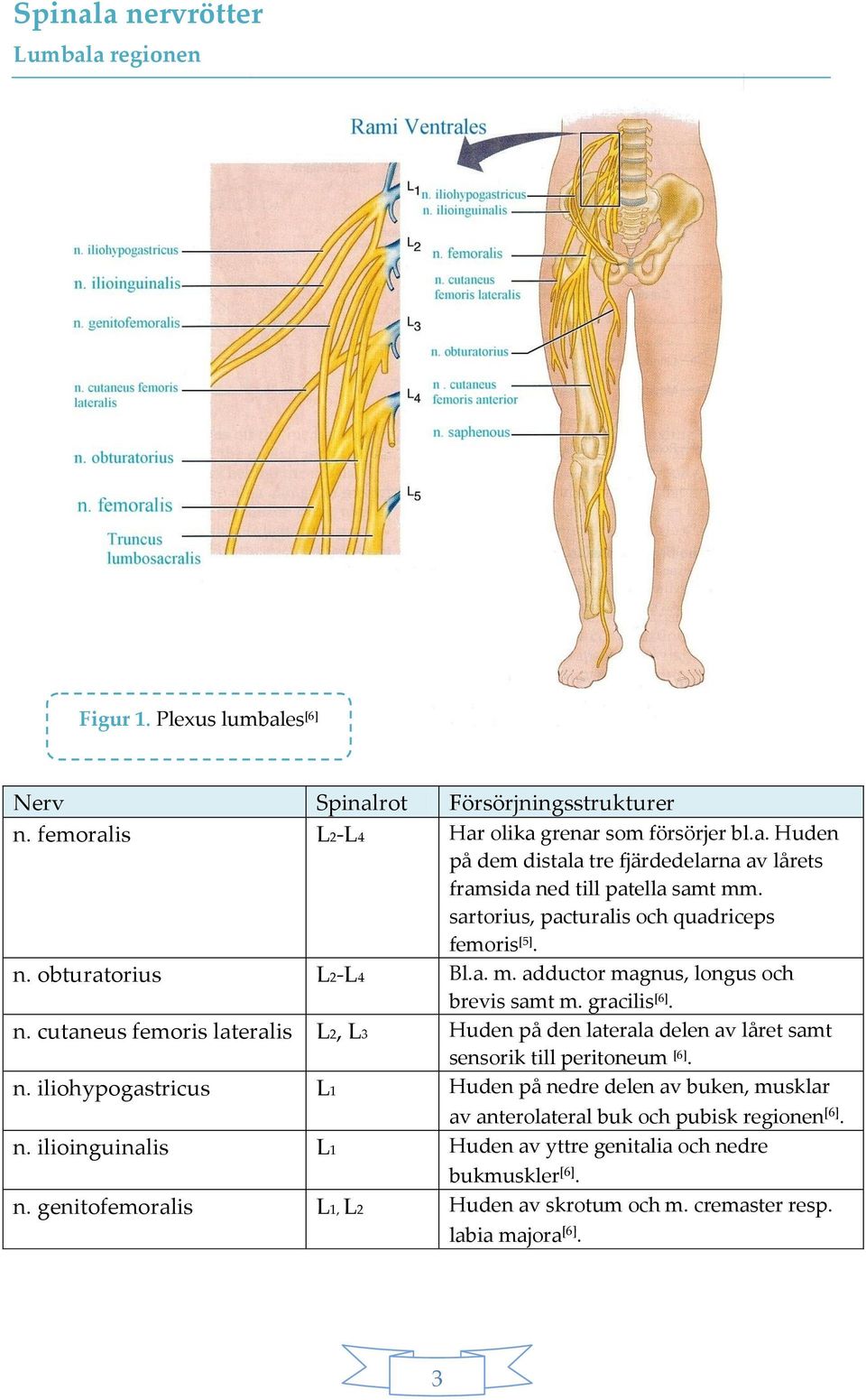 n. iliohypogastricus L1 Huden på nedre delen av buken, musklar av anterolateral buk och pubisk regionen [6]. n. ilioinguinalis L1 Huden av yttre genitalia och nedre bukmuskler [6]. n. genitofemoralis L1, L2 Huden av skrotum och m.