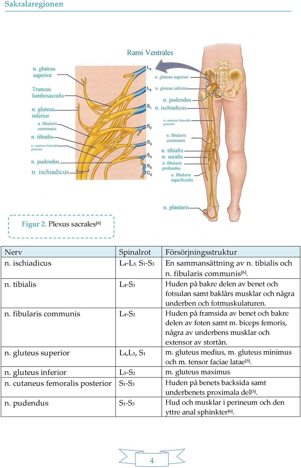 n. fibularis communis L4-S2 Huden på framsida av benet och bakre delen av foten samt m. biceps femoris, några av underbens musklar och extensor av stortån. n. gluteus superior L4,L5, S1 m.