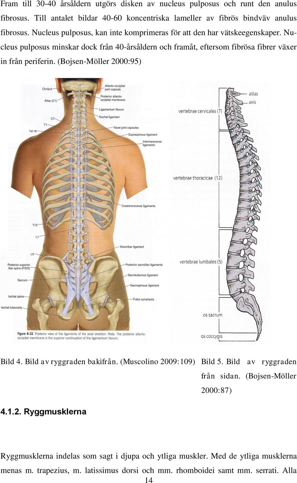 Nucleus pulposus minskar dock från 40-årsåldern och framåt, eftersom fibrösa fibrer växer in från periferin. (Bojsen-Möller 2000:95) Bild 4. Bild av ryggraden bakifrån.