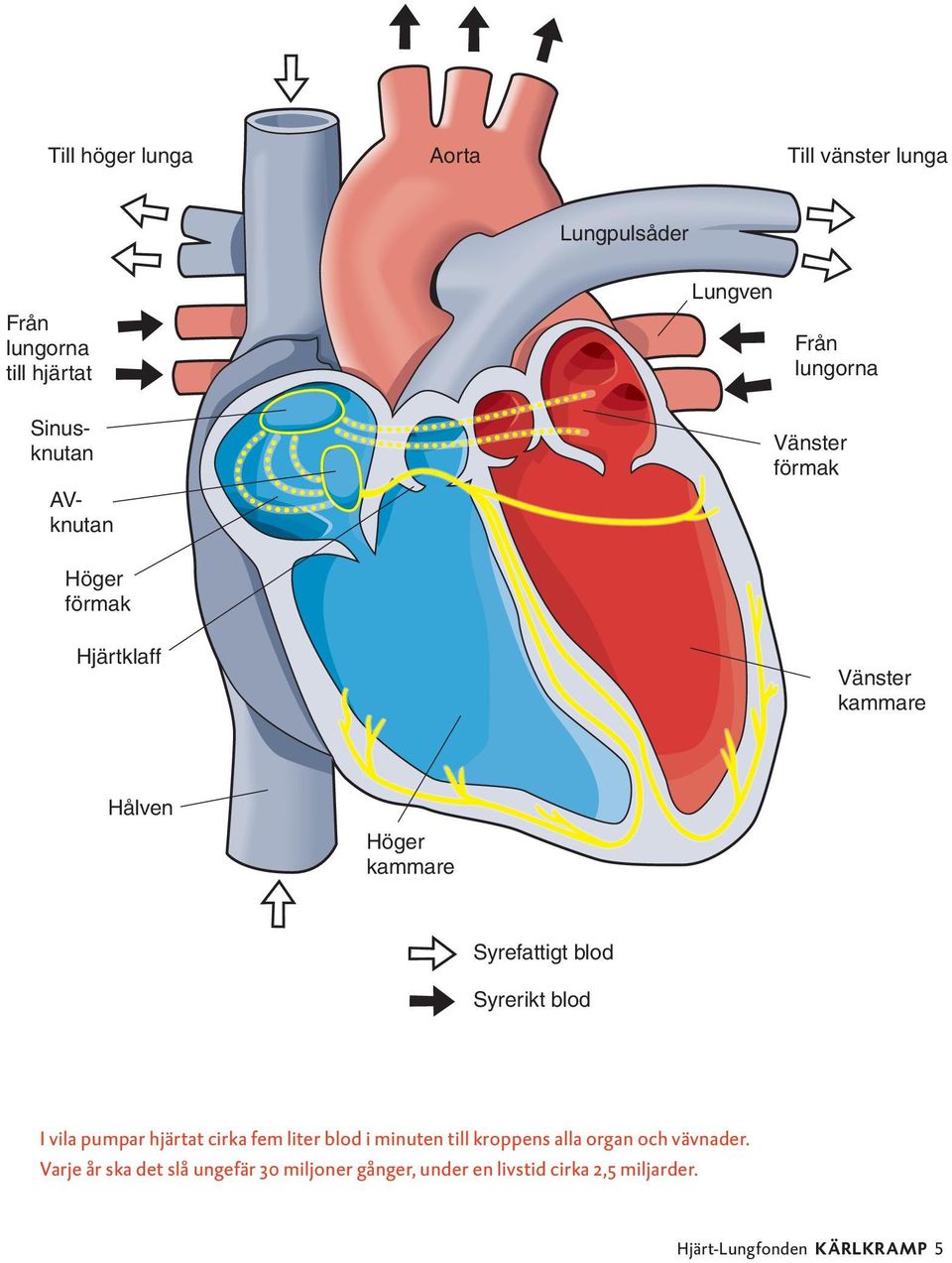 blod Syrerikt blod I vila pumpar hjärtat cirka fem liter blod i minuten till kroppens alla organ och vävnader.