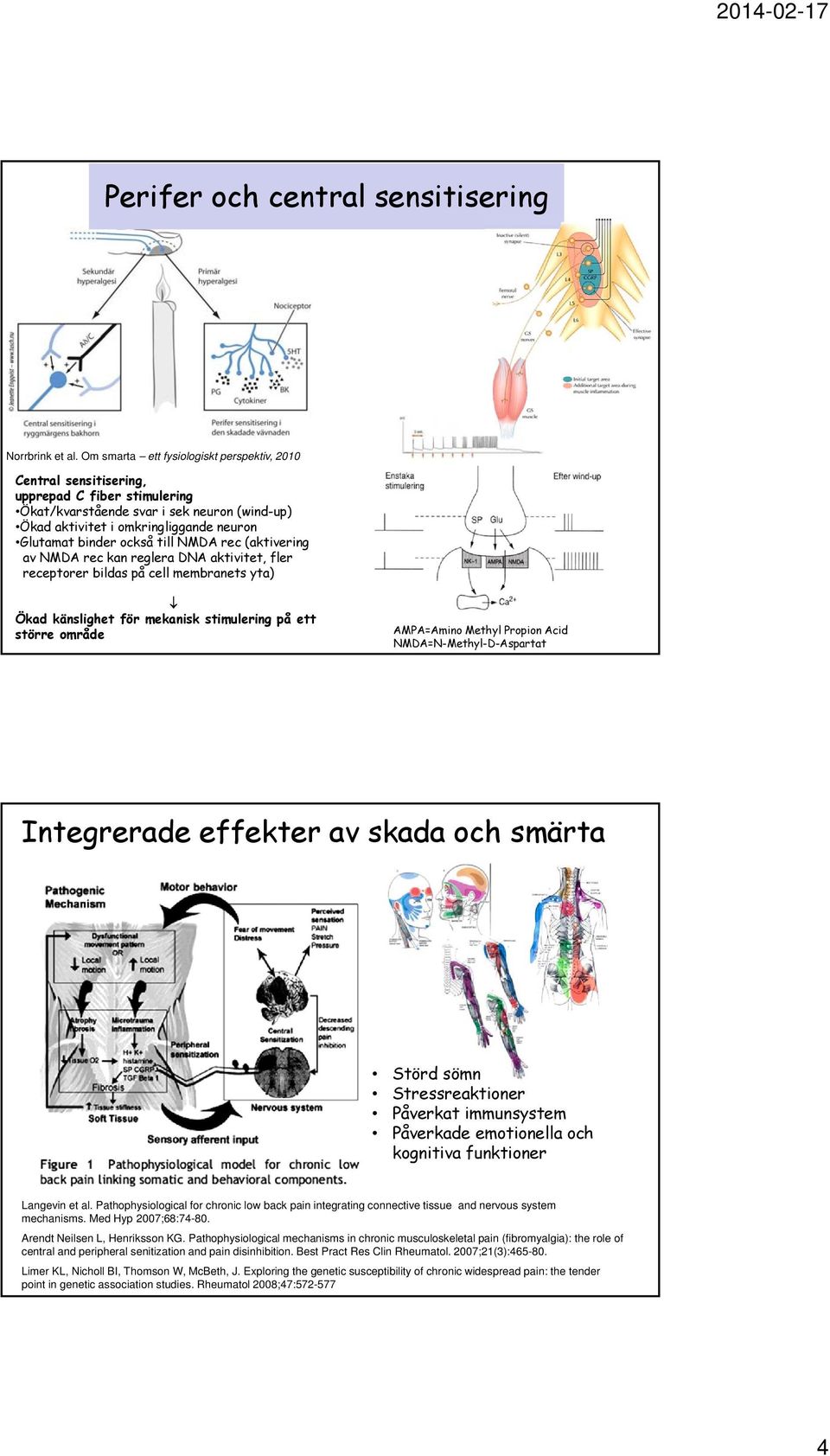 också till NMDA rec (aktivering av NMDA rec kan reglera DNA aktivitet, fler receptorer bildas på cell membranets yta) Ökad känslighet för mekanisk stimulering på ett större område AMPA=Amino Methyl