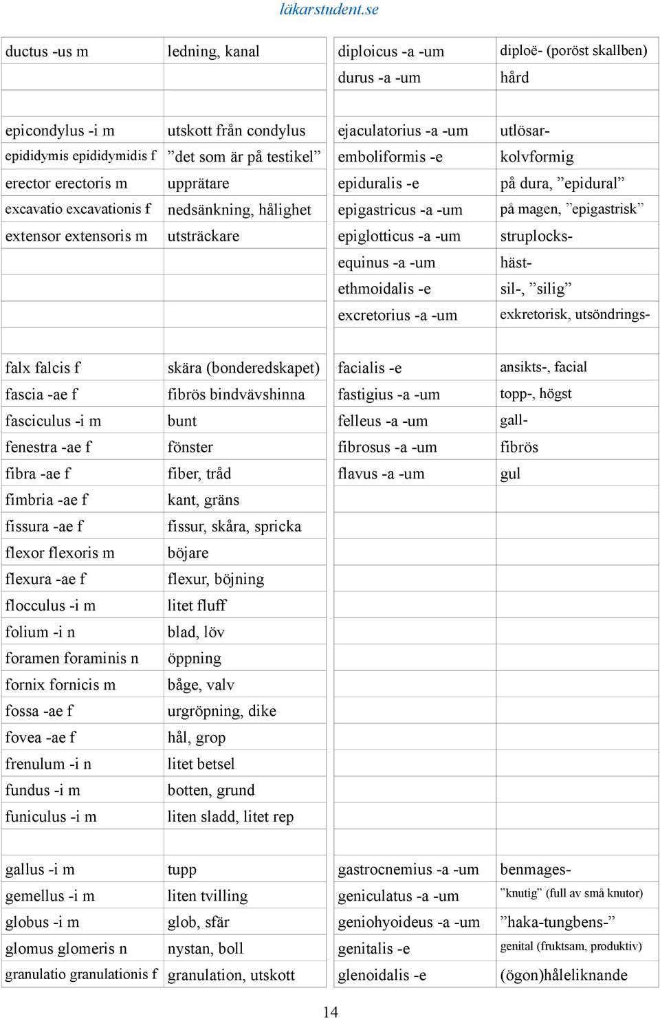 extensoris m utsträckare epiglotticus -a -um struplocksequinus -a -um hästethmoidalis -e sil-, silig excretorius -a -um exkretorisk, utsöndringsfalx falcis f skära (bonderedskapet) facialis -e