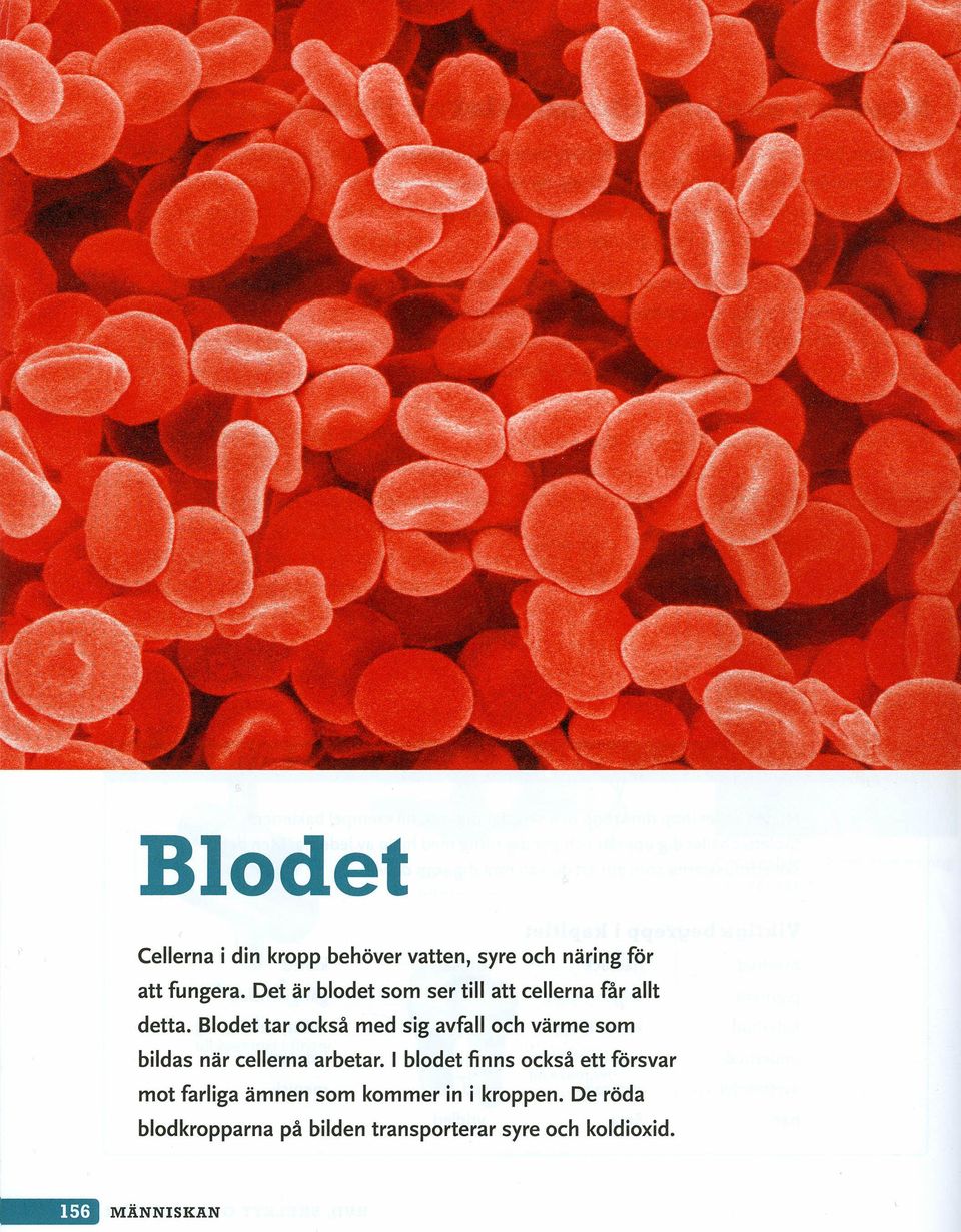 Blodet tar också med sig avfall och värme som bildas när cellerna arbetar.