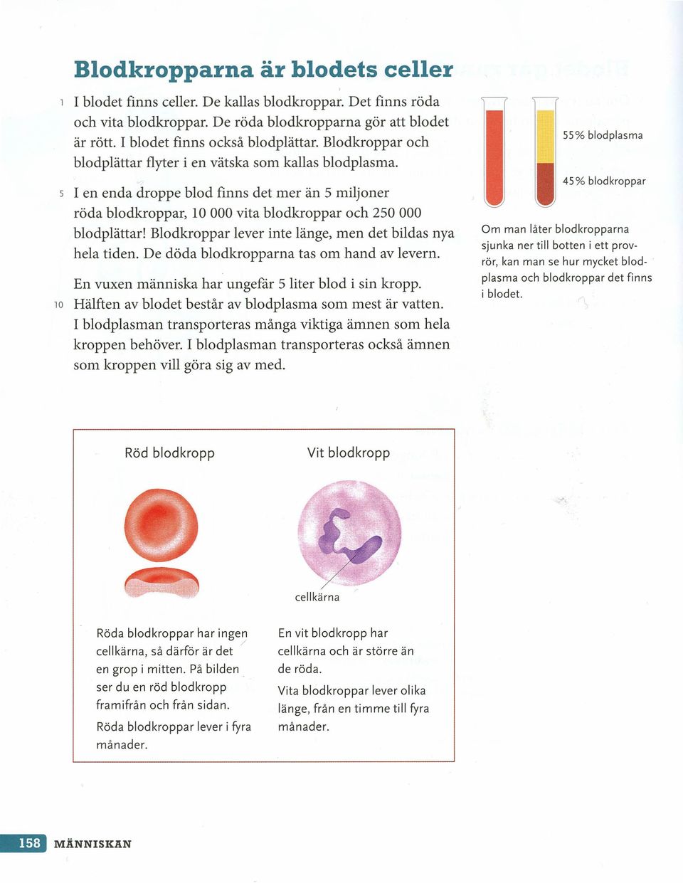 Blodkroppar lever inte länge, men det bildas nya hela tiden. De döda blodkropparna tas om hand av levern. En vuxen människa har ungefär 5 liter blod i sin kropp.