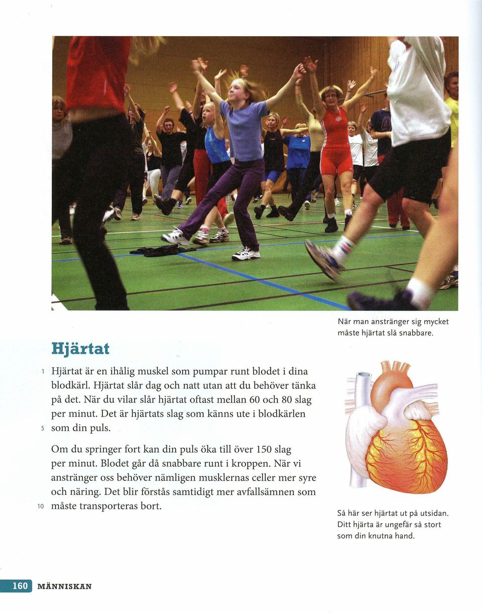 Det är hjärtats slag som känns ute i blodkärlen 5 som din puls. Om du springer fort kan din puls öka till över 150 slag per minut. Blodet går då snabbare runt i kroppen.