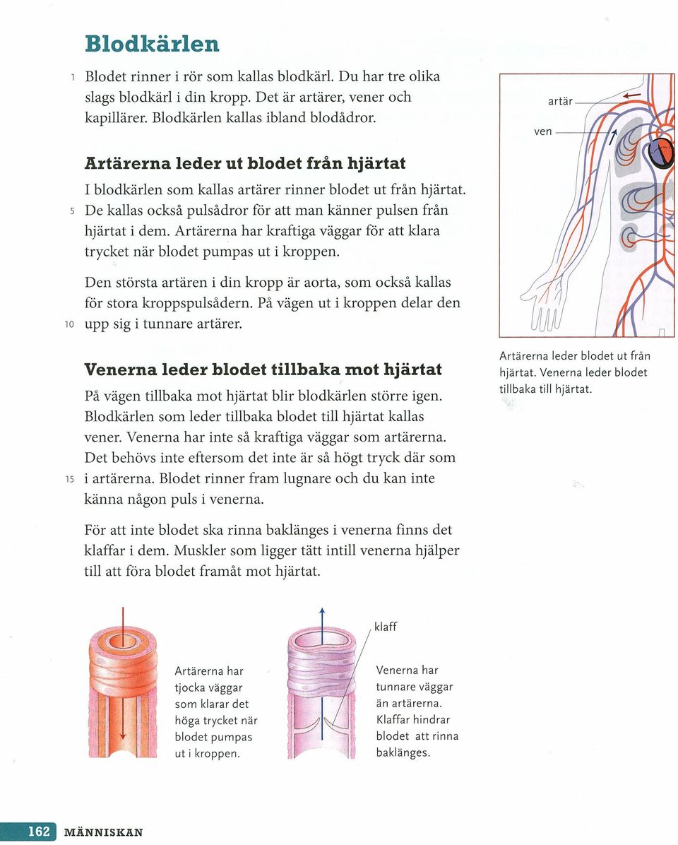 Artärerna har kraftiga väggar för att klara trycket när blodet pumpas ut i kroppen. Den största artären i din kropp är aorta, som också kallas för stora kroppspulsådern.