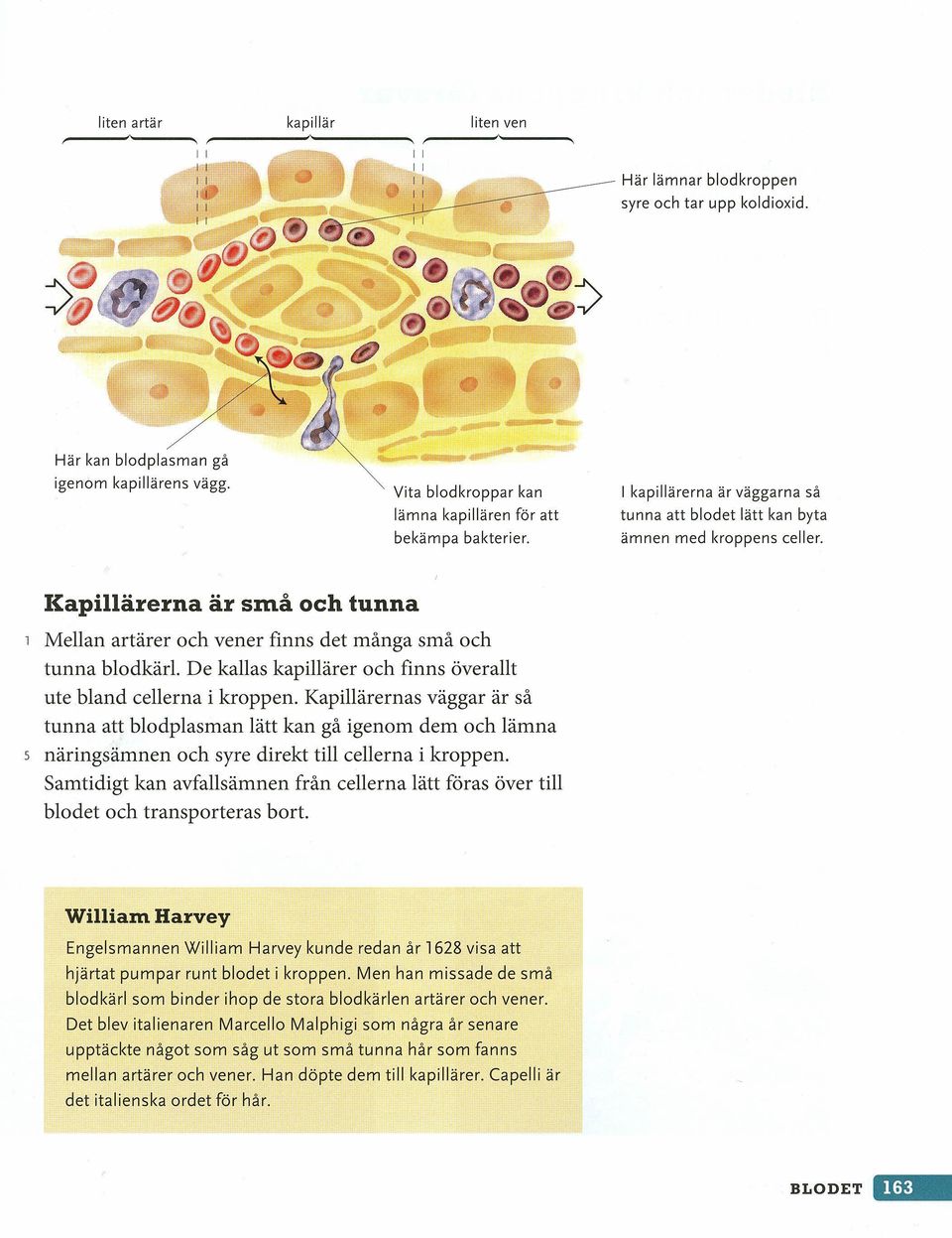 De kallas kapillärer och finns överallt ute bland cellerna i kroppen.