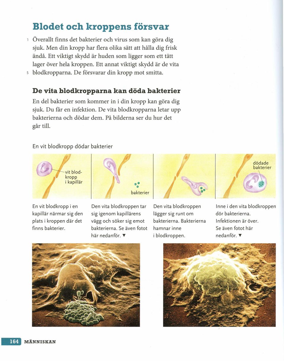 De vita blodkropparna kan döda bakterier En del bakterier som kommer in i din kropp kan göra dig sjuk. Du får en infektion. De vita blodkropparna letar upp bakterierna och dödar dem.