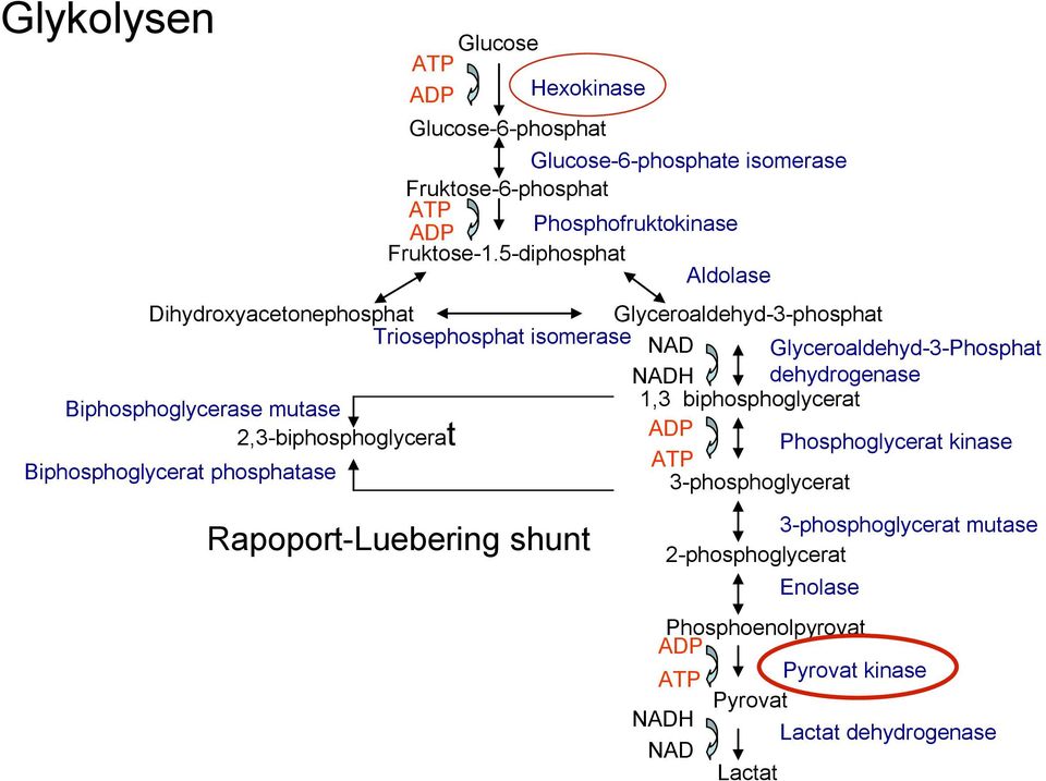 Biphosphoglycerase mutase 1,3 biphosphoglycerat 2,3-biphosphoglycerat ADP Phosphoglycerat kinase ATP Biphosphoglycerat phosphatase 3-phosphoglycerat