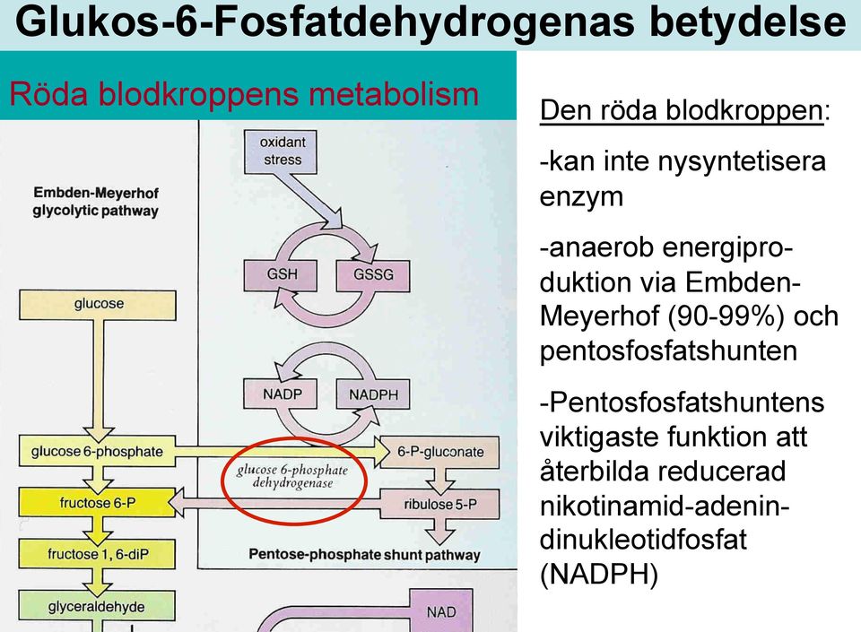 Embden- Meyerhof (90-99%) och pentosfosfatshunten - Pentosfosfatshuntens