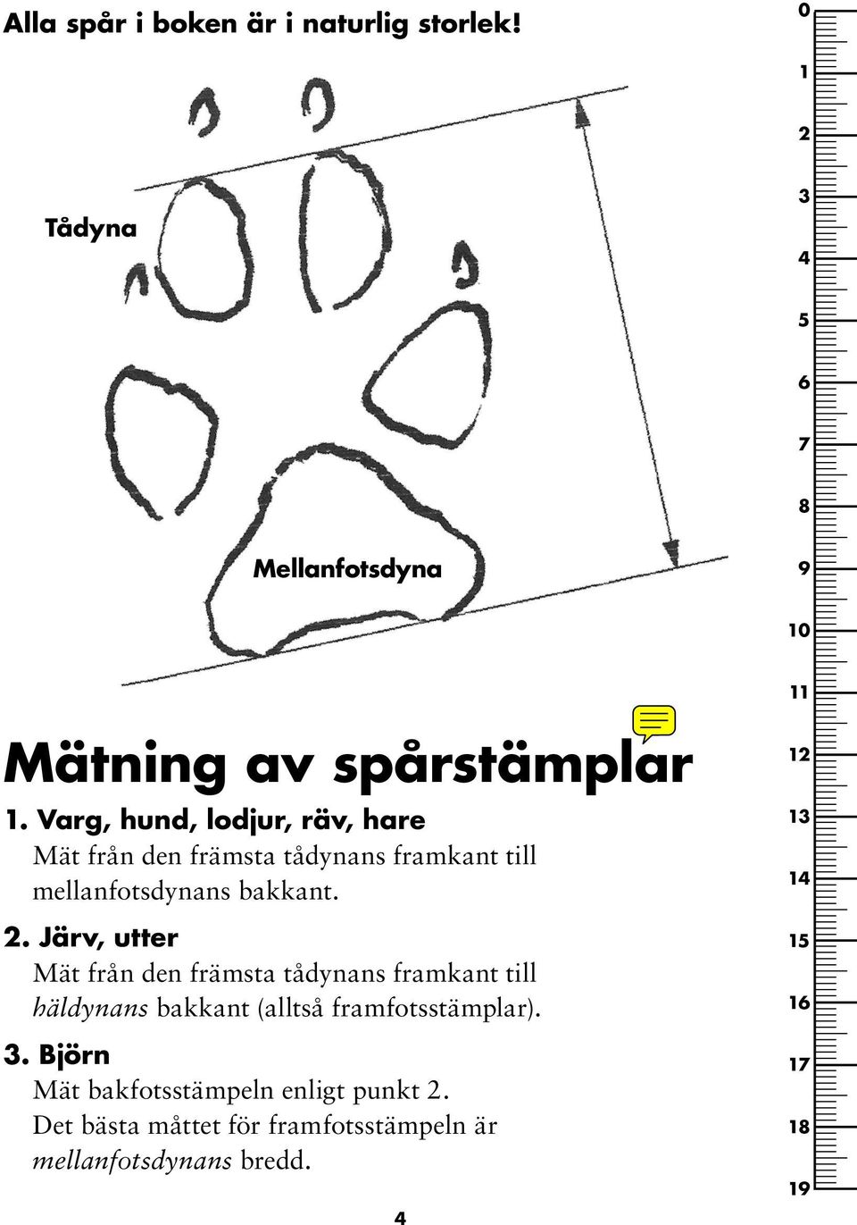 Varg, hund, lodjur, räv, hare Mät från den främsta tådynans framkant till mellanfotsdynans bakkant. 2.