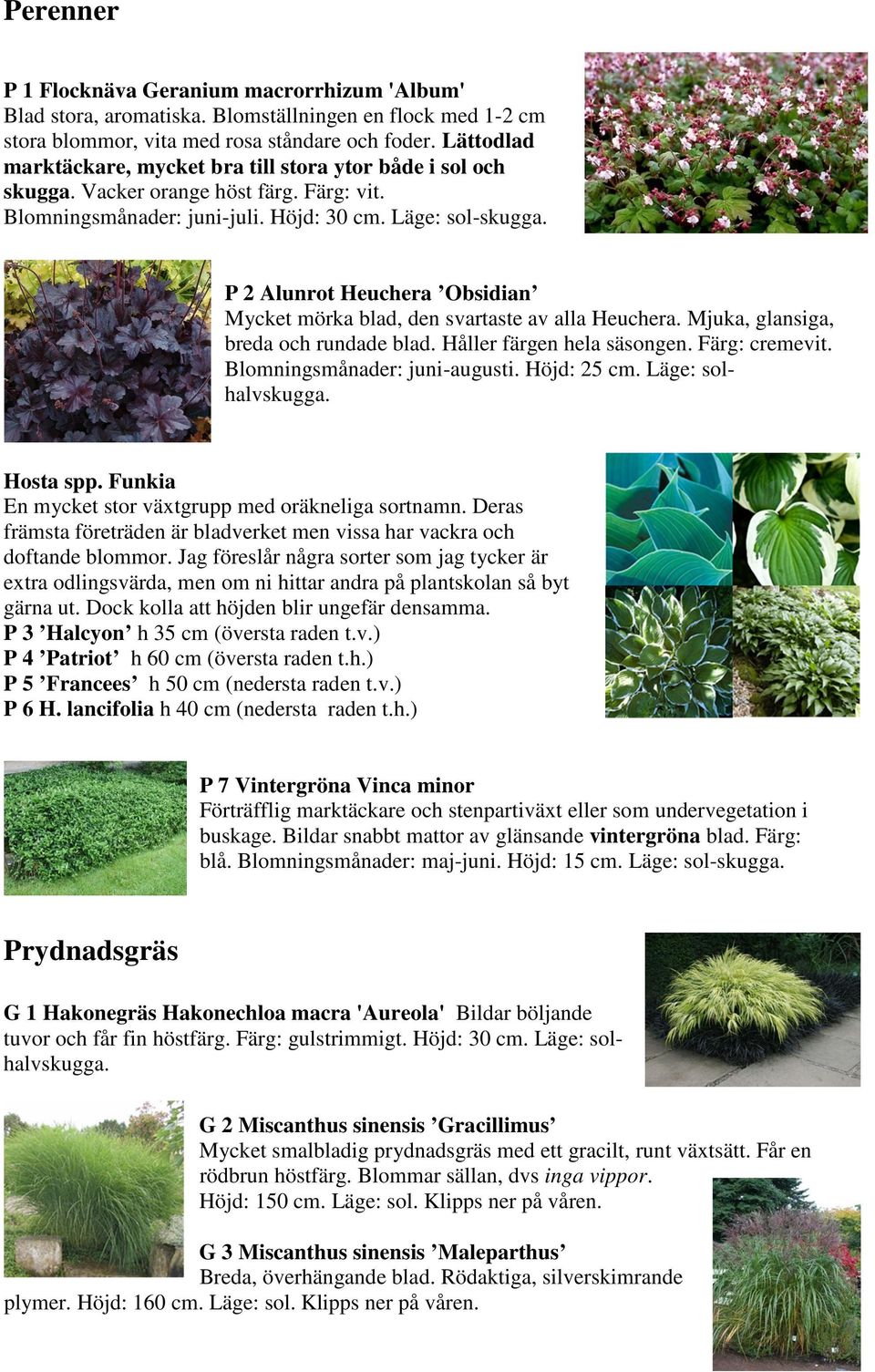 P 2 Alunrot Heuchera Obsidian Mycket mörka blad, den svartaste av alla Heuchera. Mjuka, glansiga, breda och rundade blad. Håller färgen hela säsongen. Färg: cremevit. Blomningsmånader: juni-augusti.