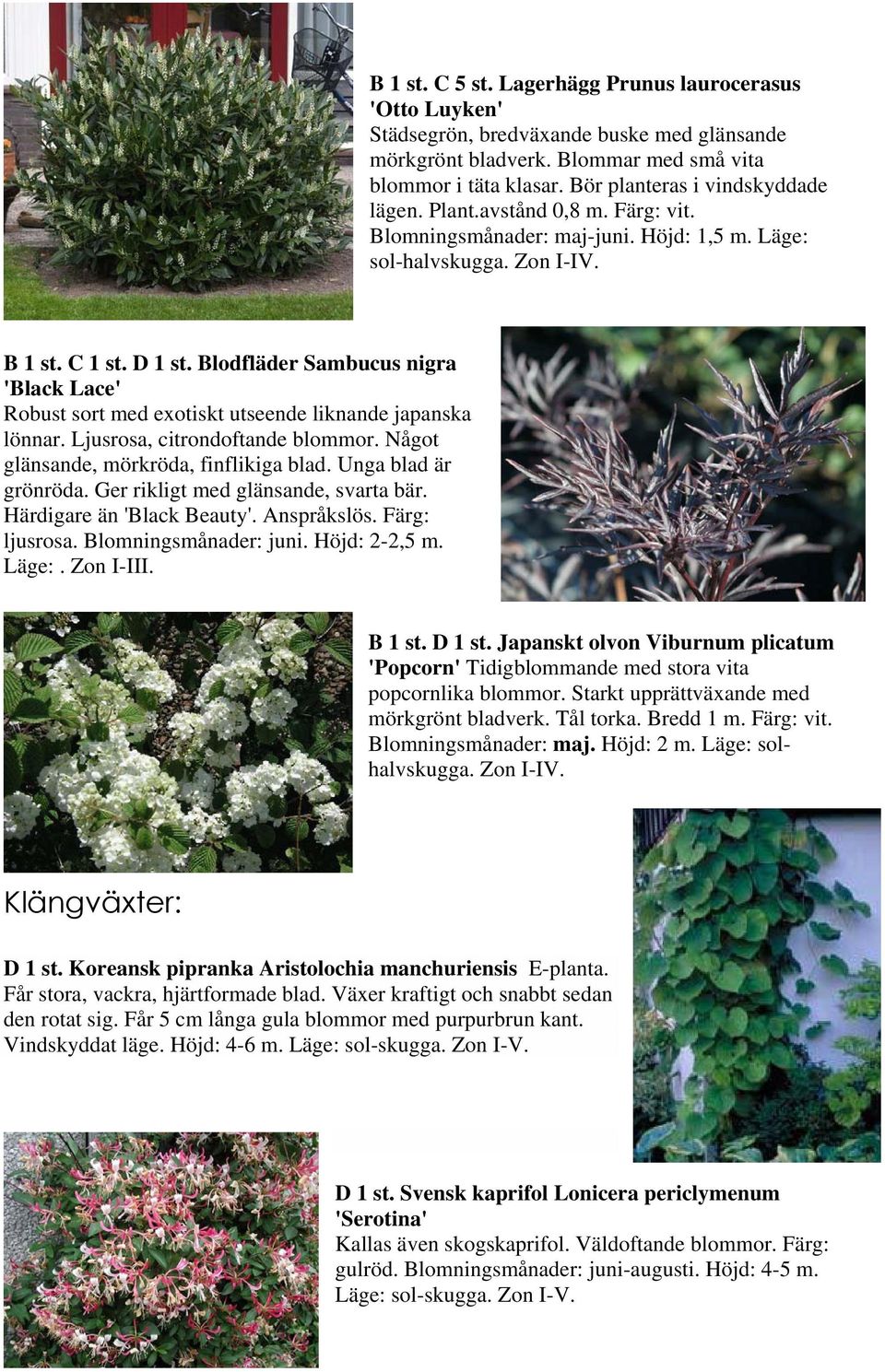 Blodfläder Sambucus nigra 'Black Lace' Robust sort med exotiskt utseende liknande japanska lönnar. Ljusrosa, citrondoftande blommor. Något glänsande, mörkröda, finflikiga blad. Unga blad är grönröda.