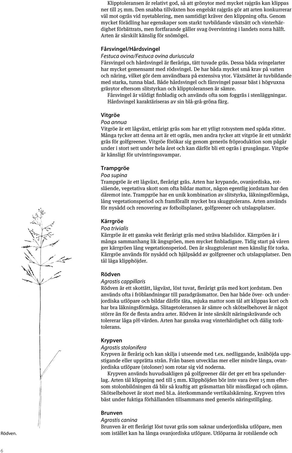 Genom mycket förädling har egenskaper som starkt tuvbildande växtsätt och vinterhärdighet förbättrats, men fortfarande gäller svag övervintring i landets norra hälft.