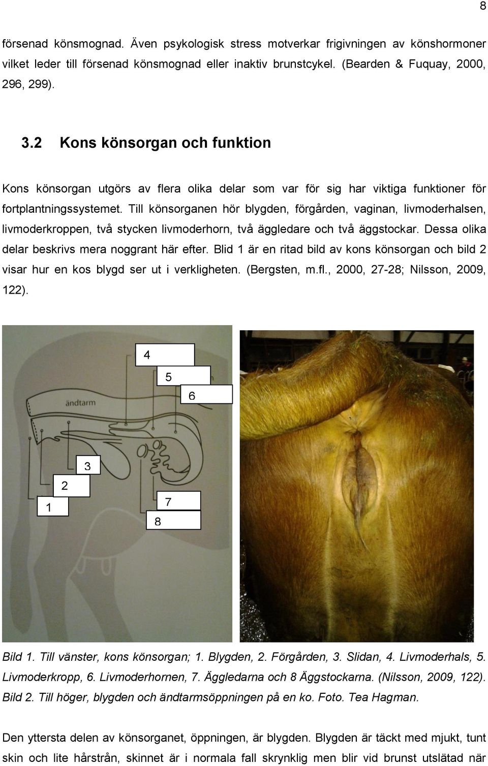 Till könsorganen hör blygden, förgården, vaginan, livmoderhalsen, livmoderkroppen, två stycken livmoderhorn, två äggledare och två äggstockar. Dessa olika delar beskrivs mera noggrant här efter.