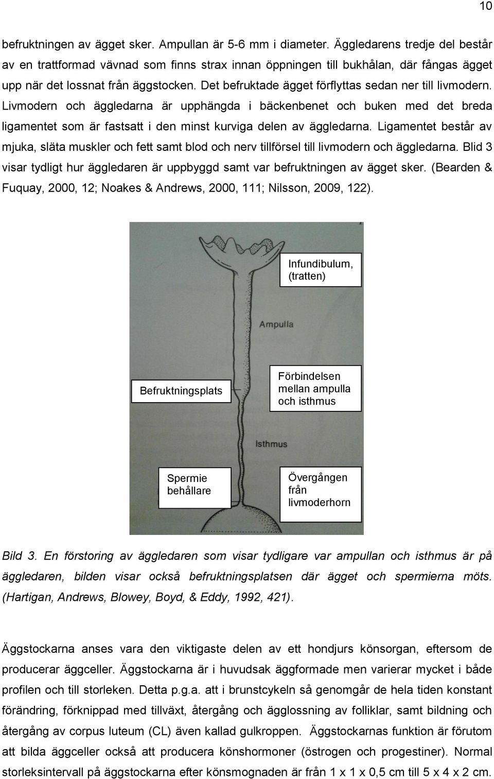 Det befruktade ägget förflyttas sedan ner till livmodern.