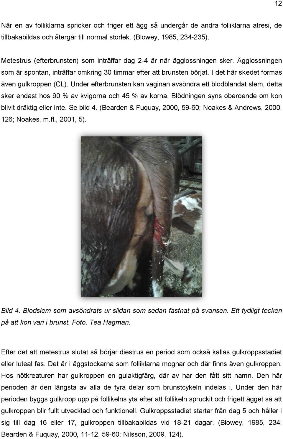 I det här skedet formas även gulkroppen (CL). Under efterbrunsten kan vaginan avsöndra ett blodblandat slem, detta sker endast hos 90 % av kvigorna och 45 % av korna.