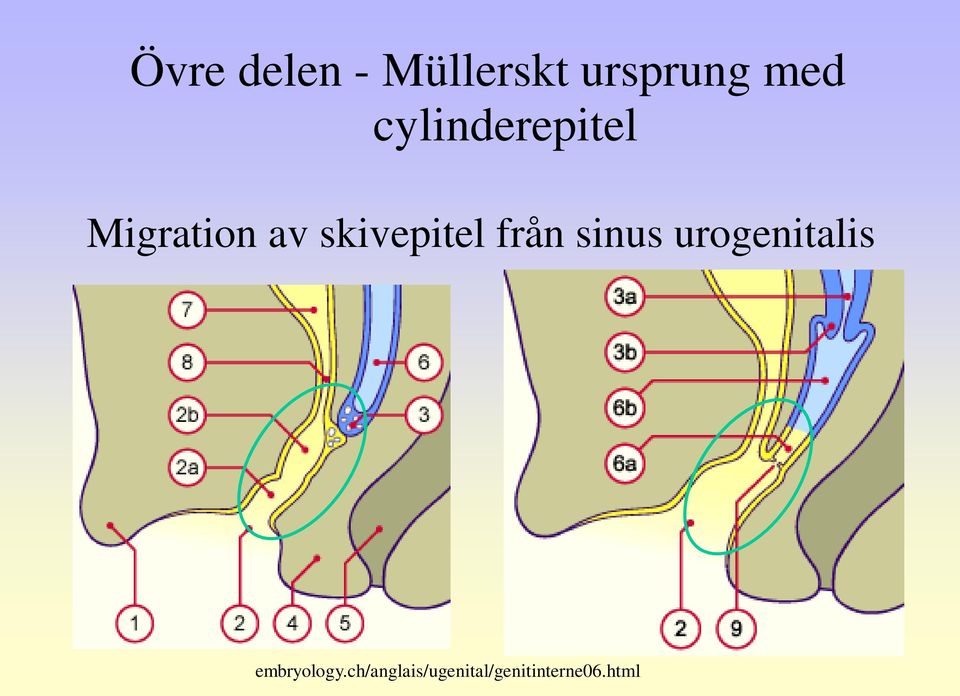 skivepitel från sinus urogenitalis