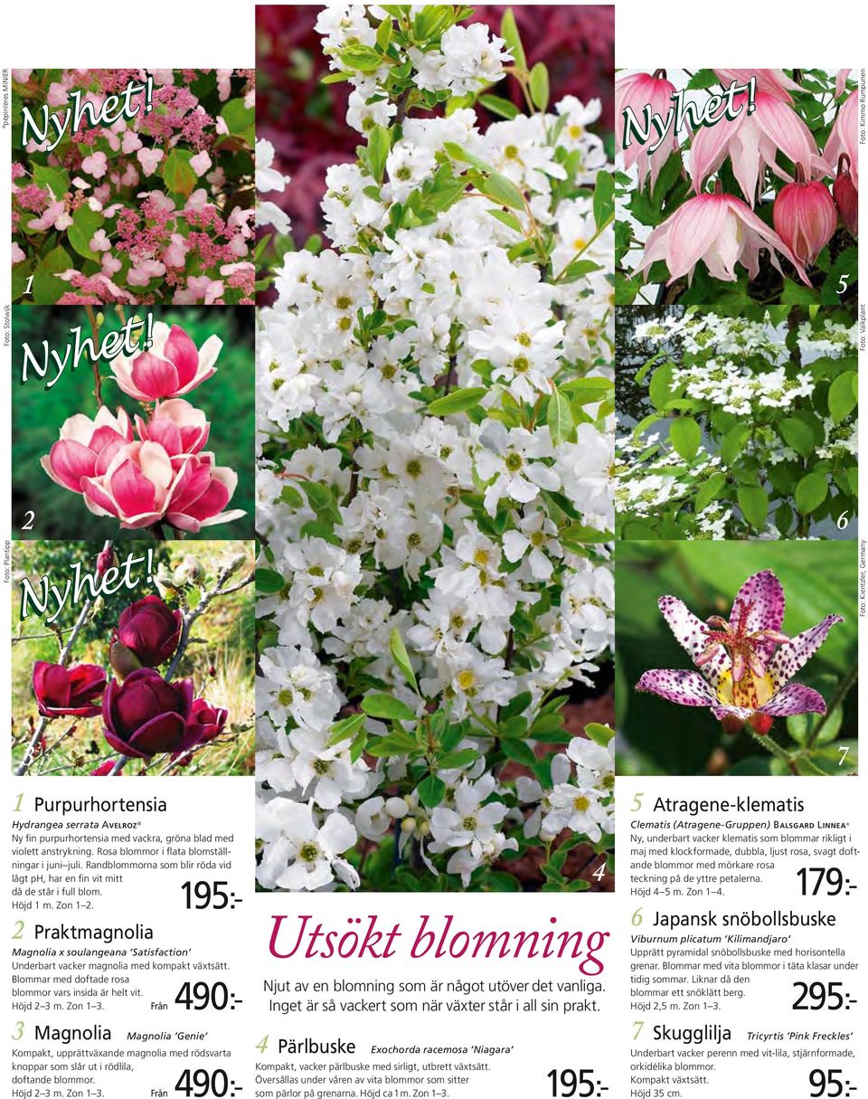 2 Praktmagnolia Magnolia x soulangeana Satisfaction Underbart vacker magnolia med kompakt växtsätt. Blommar med doftade rosa blommor vars insida är helt vit. Höjd 2 3 m. Zon 1 3.