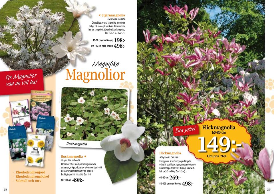 Magnifika Magnolior Rhododendronjord Rhododendrongödsel Solmull och torv Buskmagnolia Buskmagnolia Magnolia sieboldii Blommar efter bladsprickning med vita doftande, något nickande blommor i