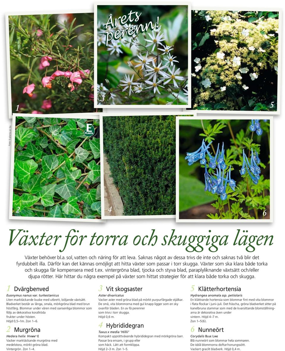 Växter som ska klara både torka och skugga får kompensera med t.ex. vintergröna blad, tjocka och styva blad, paraplyliknande växtsätt och/eller djupa rötter.