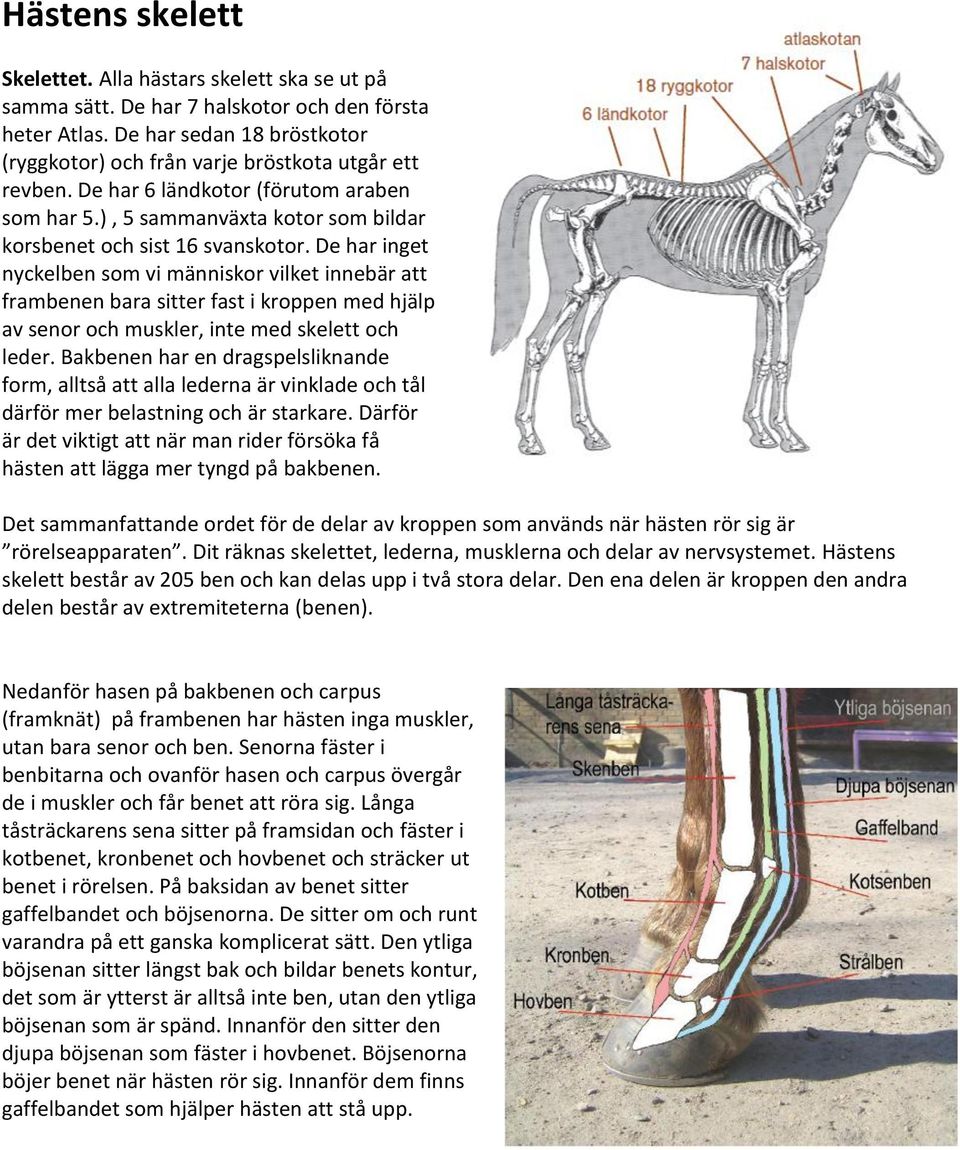 De har inget nyckelben som vi människor vilket innebär att frambenen bara sitter fast i kroppen med hjälp av senor och muskler, inte med skelett och leder.