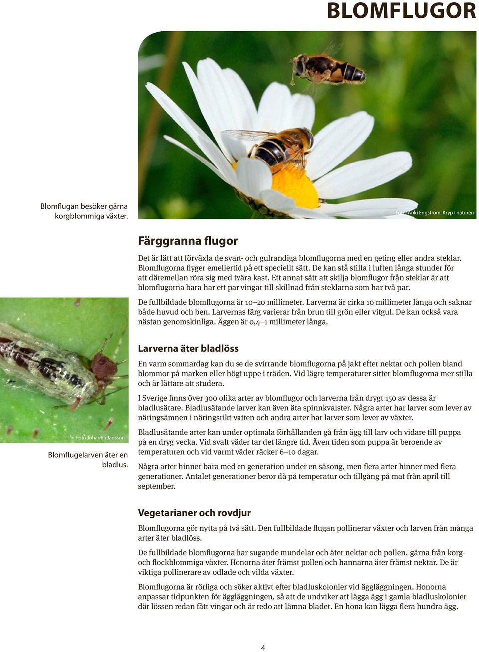 Blomflugorna flyger emellertid på ett speciellt sätt. De kan stå stilla i luften långa stunder för att däremellan röra sig med tvära kast.