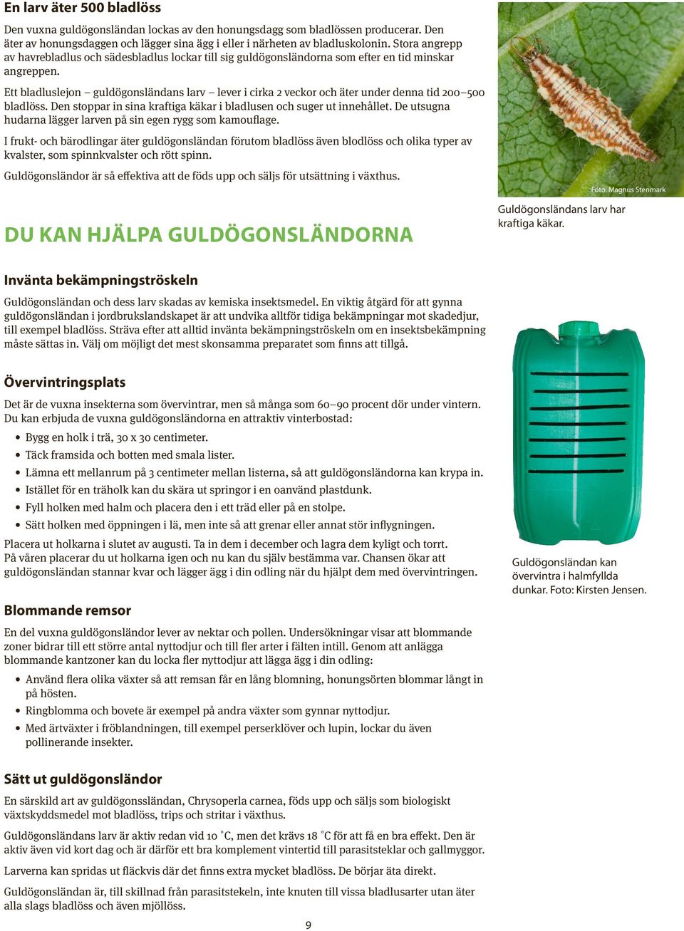Ett bladluslejon guldögonsländans larv lever i cirka 2 veckor och äter under denna tid 200 500 bladlöss. Den stoppar in sina kraftiga käkar i bladlusen och suger ut innehållet.